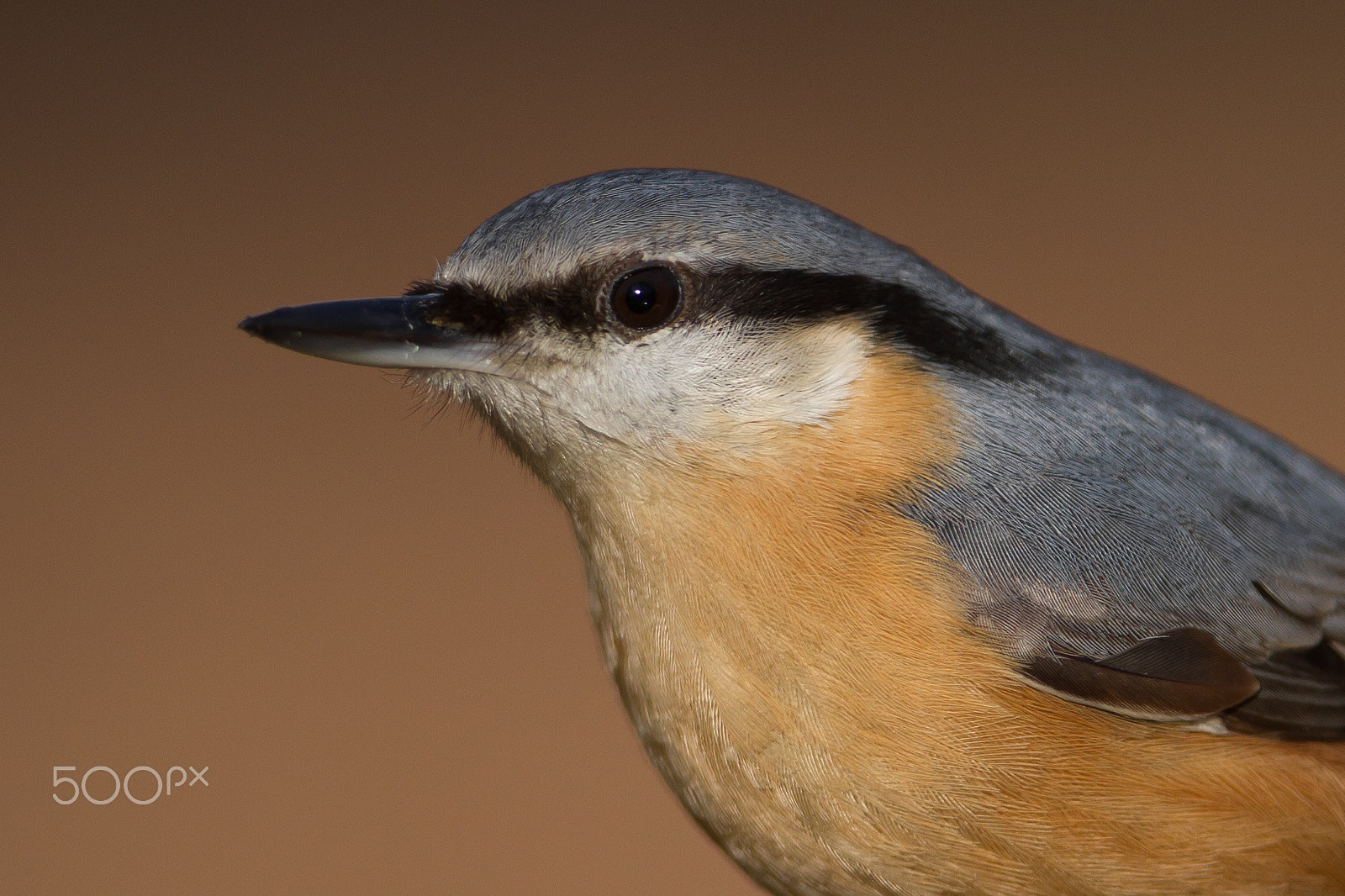 Canon EOS 7D + Canon EF 300mm F2.8L IS USM sample photo. Eurasian nuthatch photography