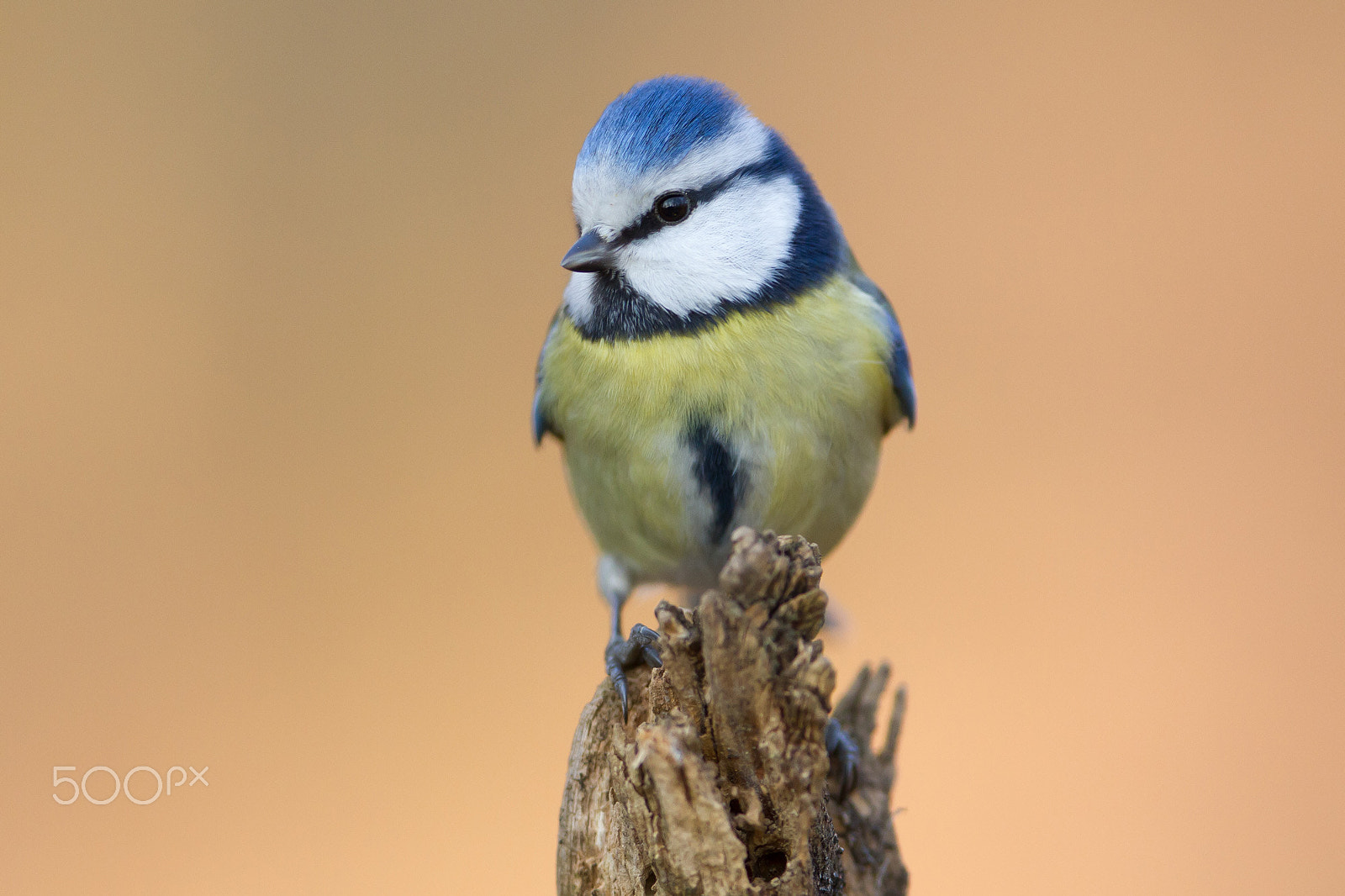 Canon EOS 7D + Canon EF 300mm F2.8L IS USM sample photo. Eurasian blue tit photography