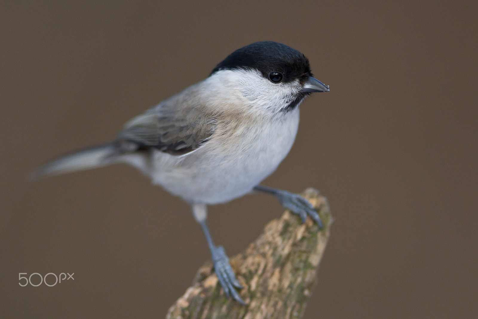Canon EOS 7D + Canon EF 300mm F2.8L IS USM sample photo. Marsh tit photography