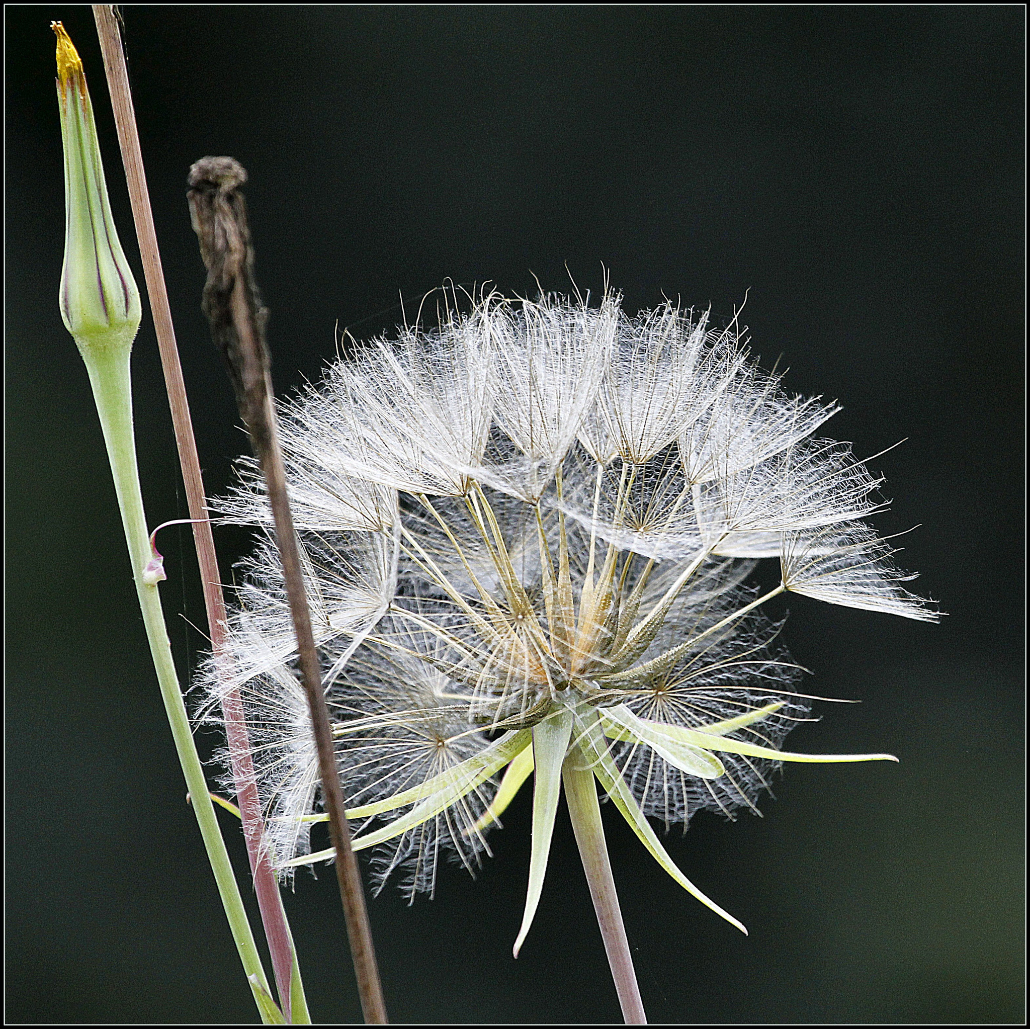 Canon EF 100-400mm F4.5-5.6L IS USM sample photo. Salsifis photography