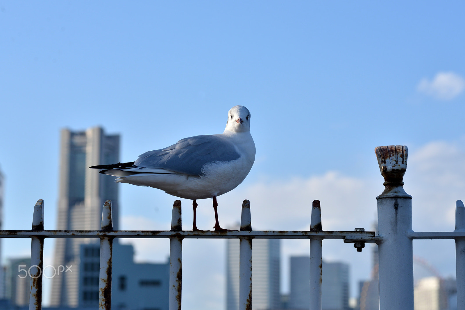 Nikon D600 sample photo. Mary of yokohama. photography