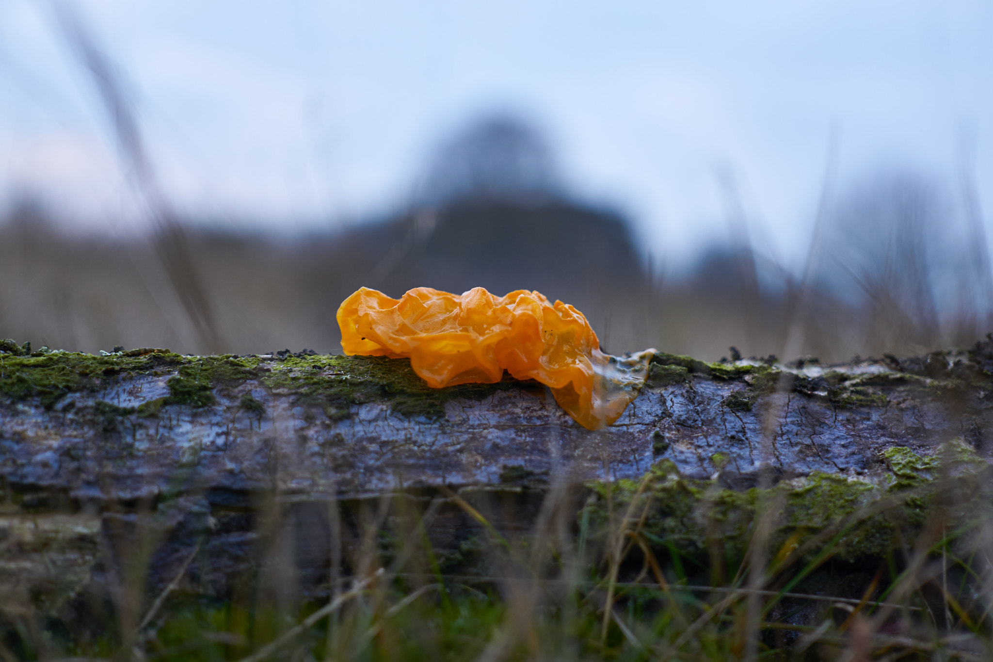 Sony a6000 + Sigma 30mm F2.8 EX DN sample photo. Tremella mesenterica // witch's butter // yellow brain fungus photography