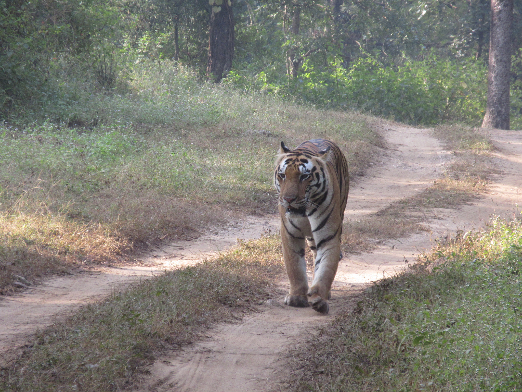 Canon PowerShot ELPH 340 HS (IXUS 265 HS / IXY 630) sample photo. Male link 7 tiger photography