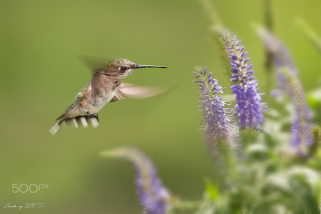 150-600mm F5-6.3 DG OS HSM | Sports 014 sample photo. Hummingbird in pennsylvania photography