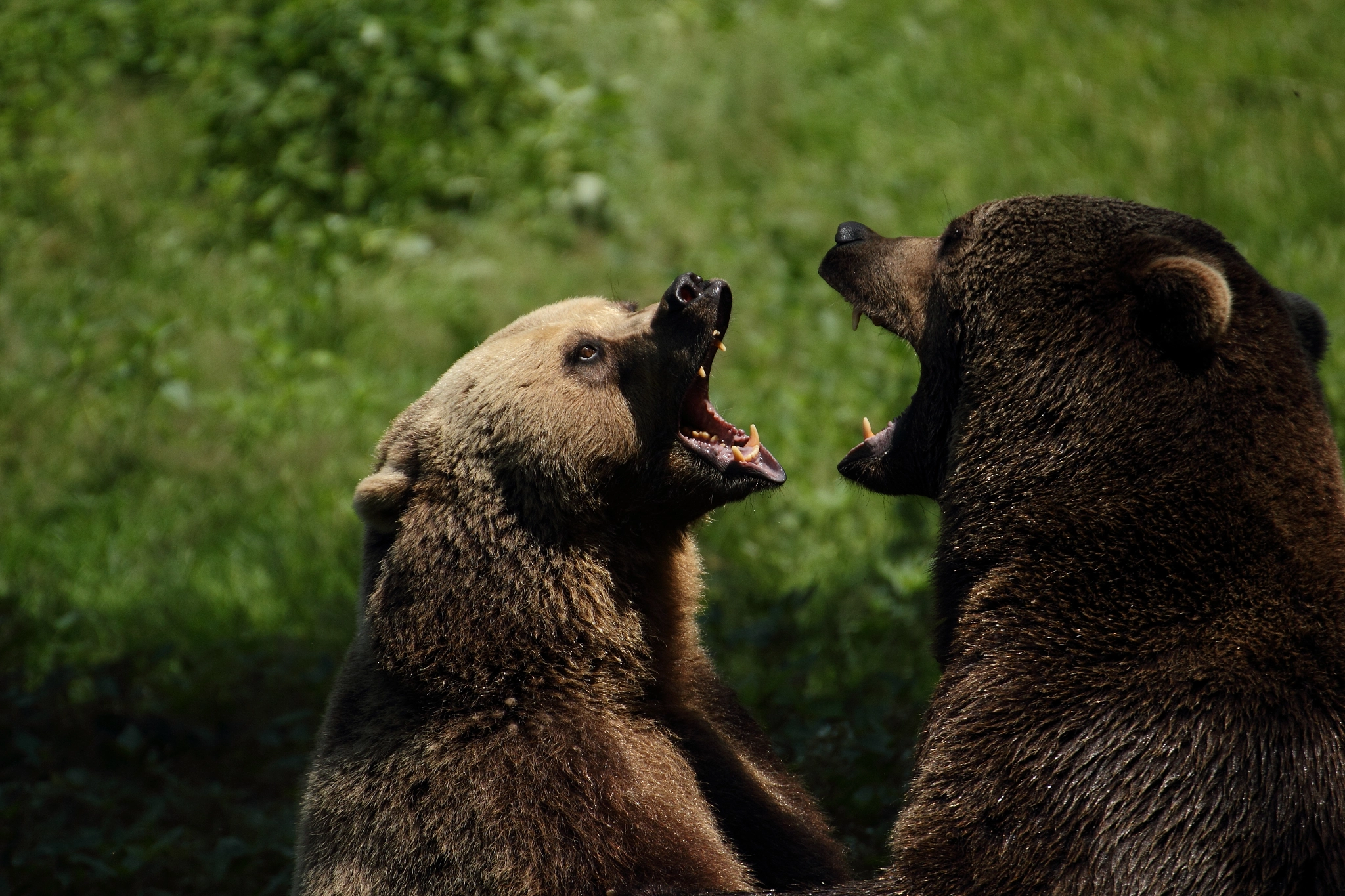 Canon EOS 550D (EOS Rebel T2i / EOS Kiss X4) + Canon 70-300mm sample photo. Brown bears photography