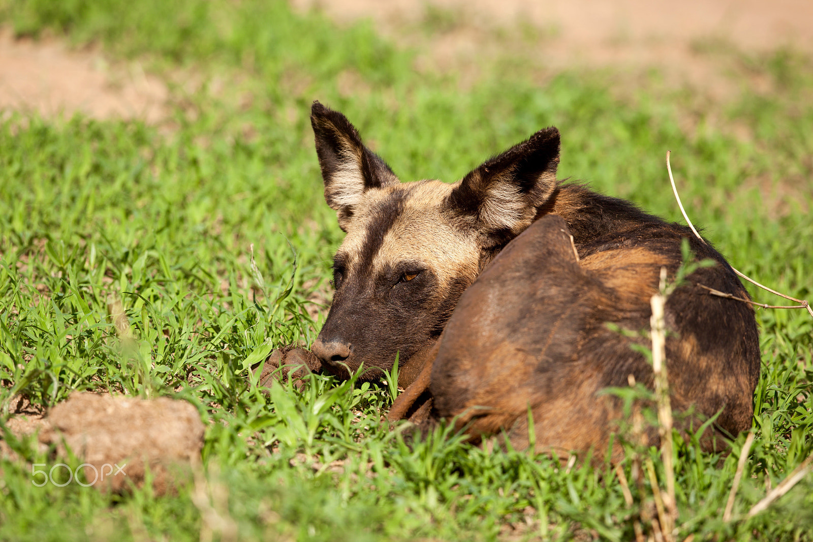 Canon EOS 5D Mark II + Canon EF 500mm F4L IS II USM sample photo. Wild dog photography