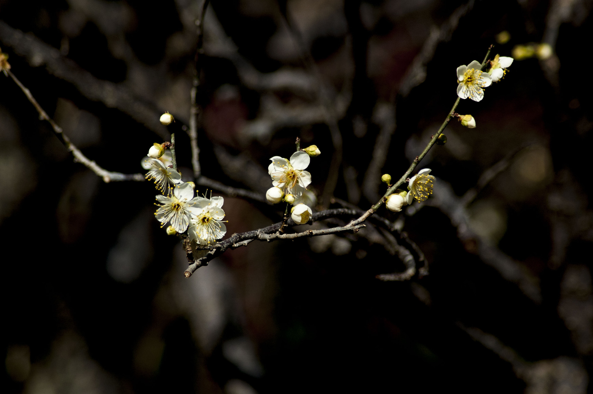 Nikon D70 sample photo. Plum photography