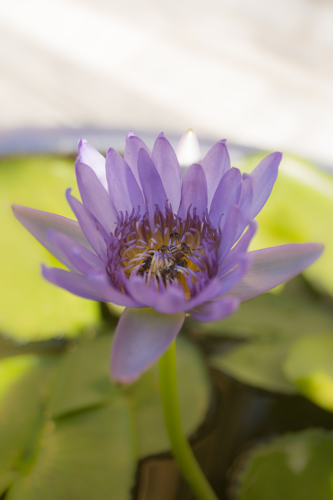 Sigma 24mm F2.8 Super Wide II Macro sample photo. Flower photography