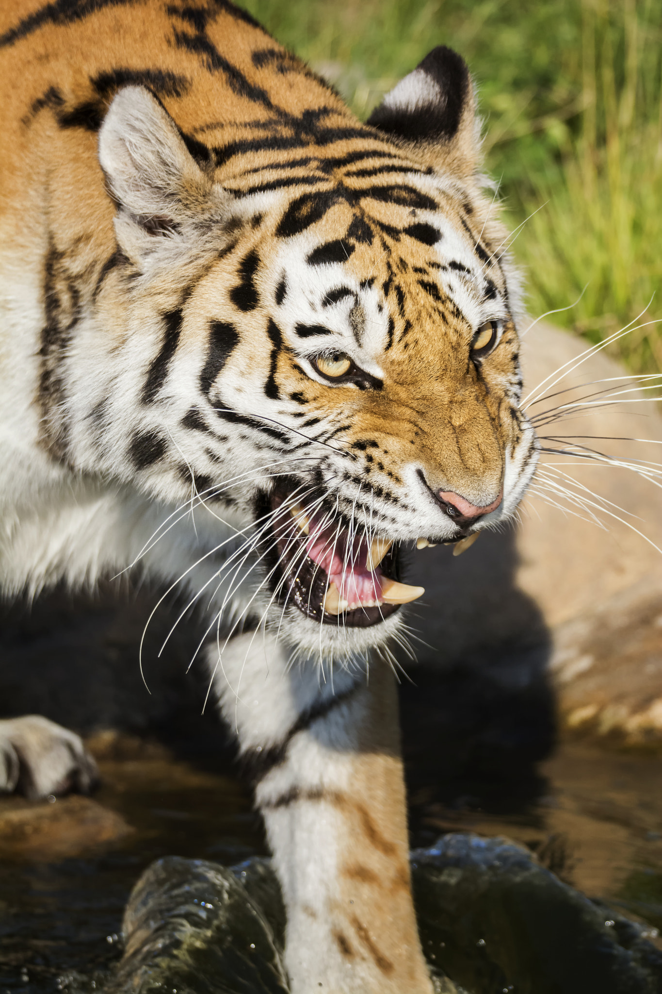 Sigma 150-600mm F5-6.3 DG OS HSM | S sample photo. Siberian tiger (panthera tigris altaica) photography
