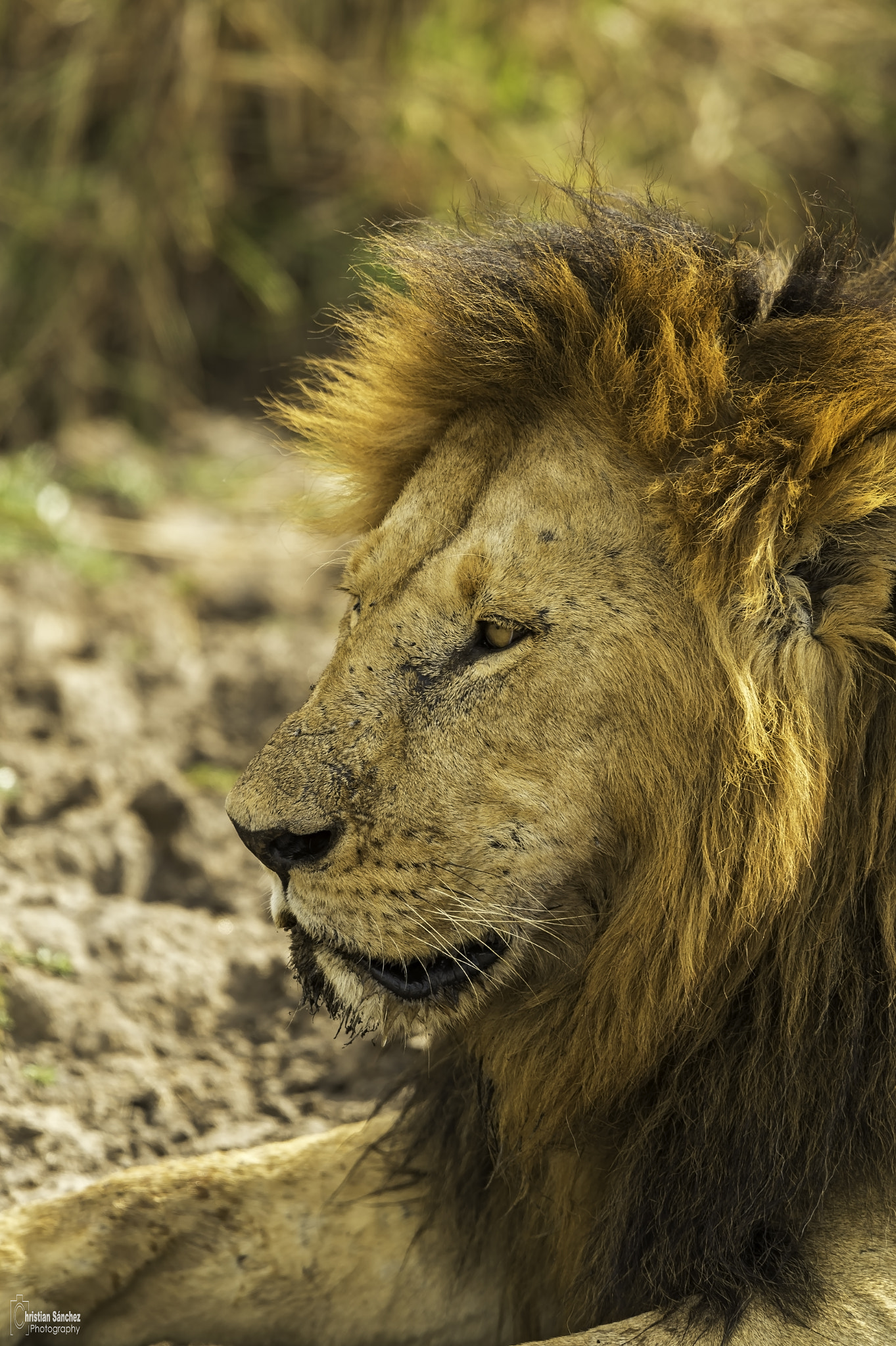 Nikon AF-S Nikkor 400mm F2.8G ED VR II sample photo. Lion photography