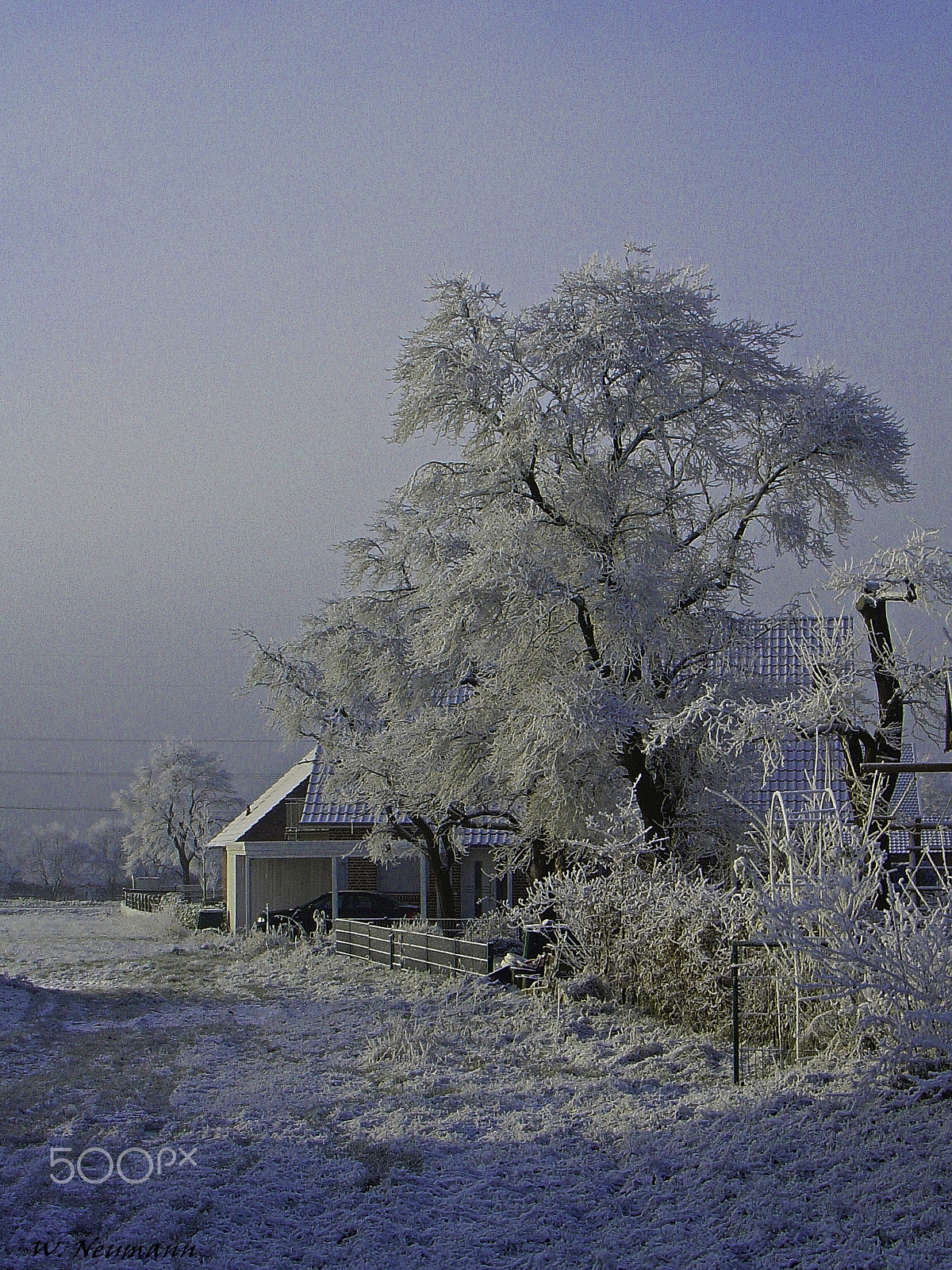 Sony DSC-V1 sample photo. Frosty morning. photography