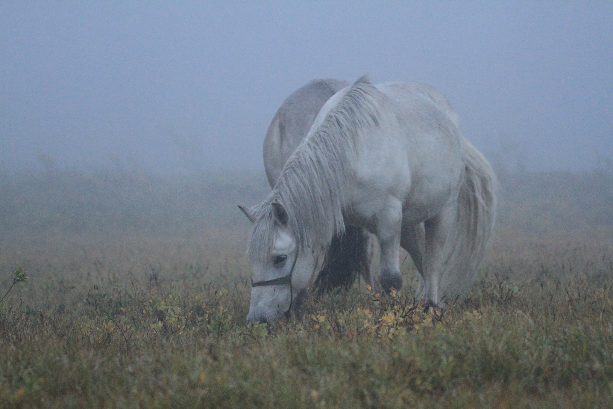 Canon EOS 7D + Sigma 150-600mm F5-6.3 DG OS HSM | S sample photo