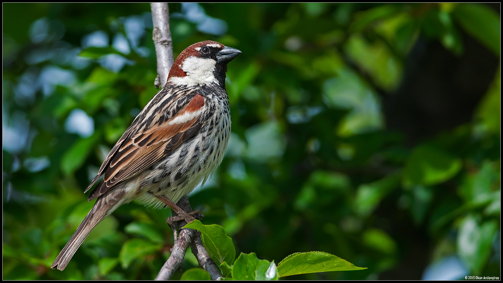 Nikon D300S + Nikon AF-S Nikkor 300mm F4D ED-IF sample photo. Spanish sparrow, passer hispaniolensis photography