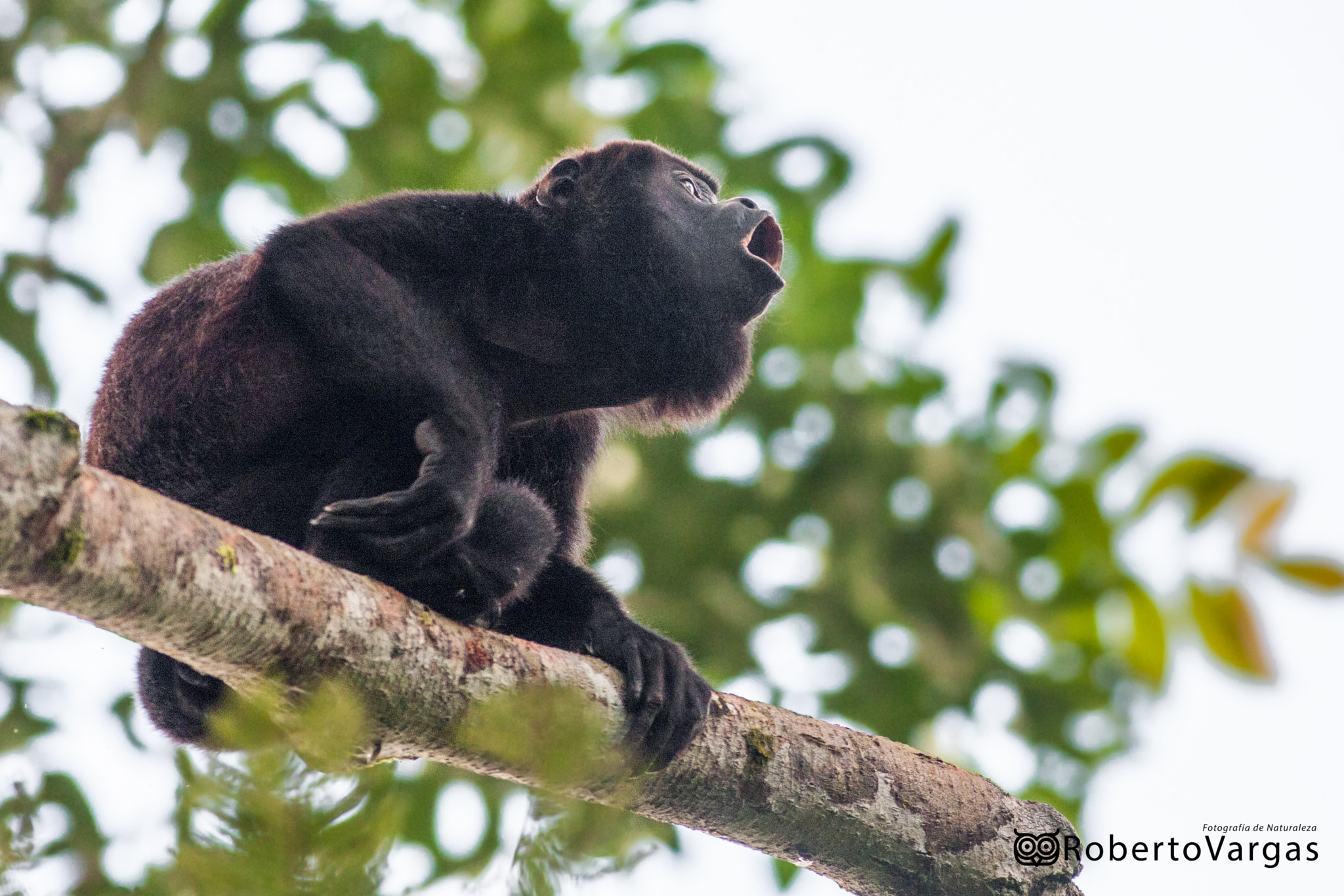 Canon EOS 40D + Canon EF 400mm F5.6L USM sample photo. Alouatta palliata / mono congo / howler monkey photography