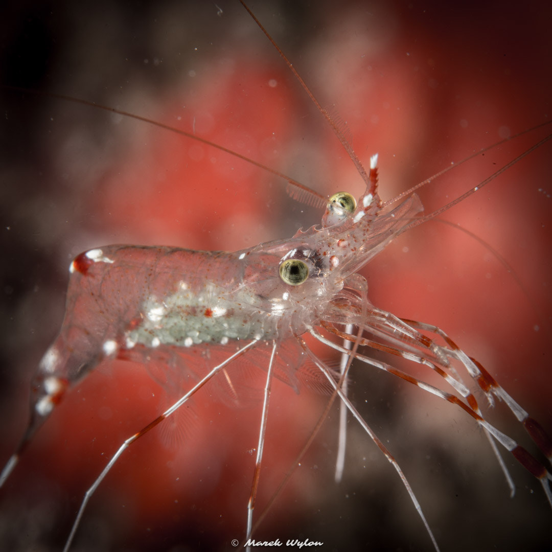 Nikon AF-S Micro-Nikkor 60mm F2.8G ED sample photo. Clear cleaner shrimp | fiji | 2014.11.05 photography