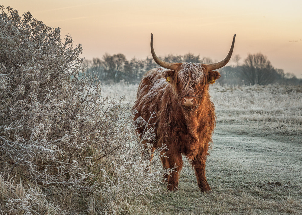 Canon EOS 50D + Canon EF-S 55-250mm F4-5.6 IS STM sample photo. Highland bull photography