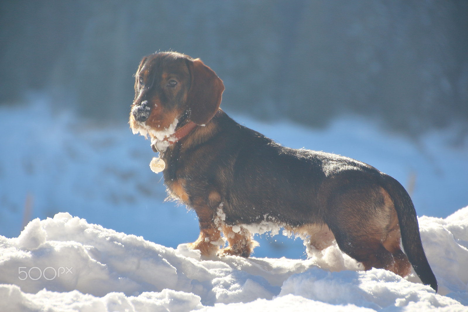 Canon EOS 650D (EOS Rebel T4i / EOS Kiss X6i) sample photo. Snow and...igor photography