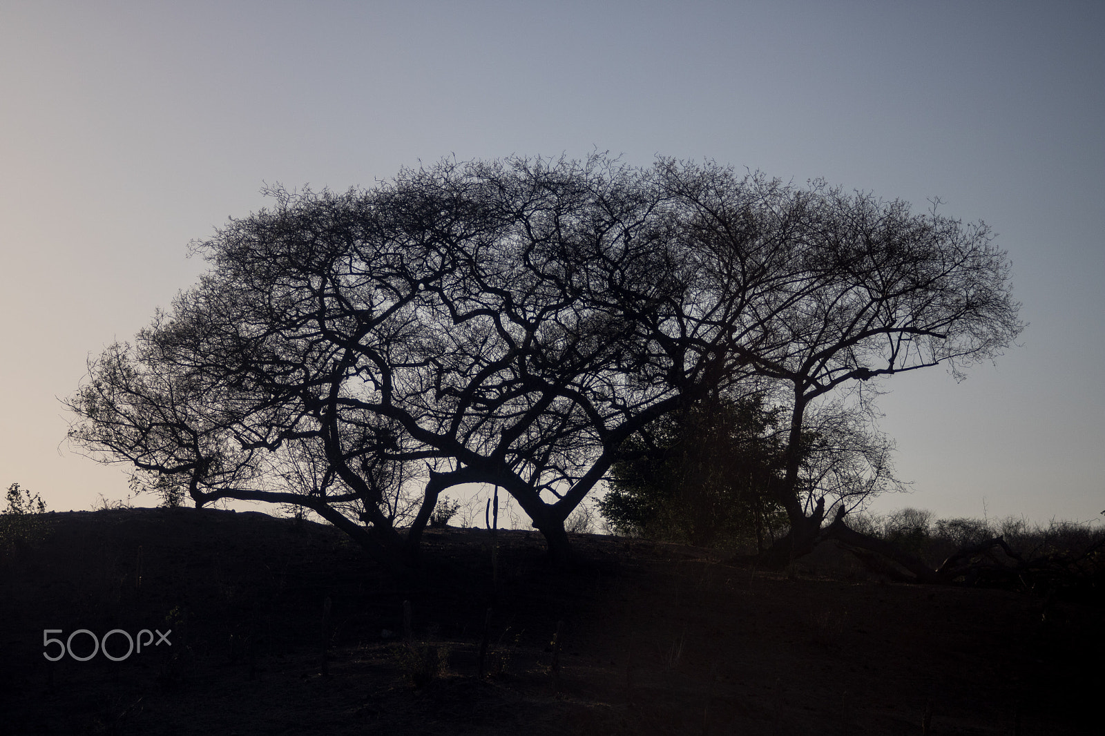 Canon EOS 760D (EOS Rebel T6s / EOS 8000D) + Canon EF 35-105mm f/3.5-4.5 sample photo. Sunrise behind the tree photography