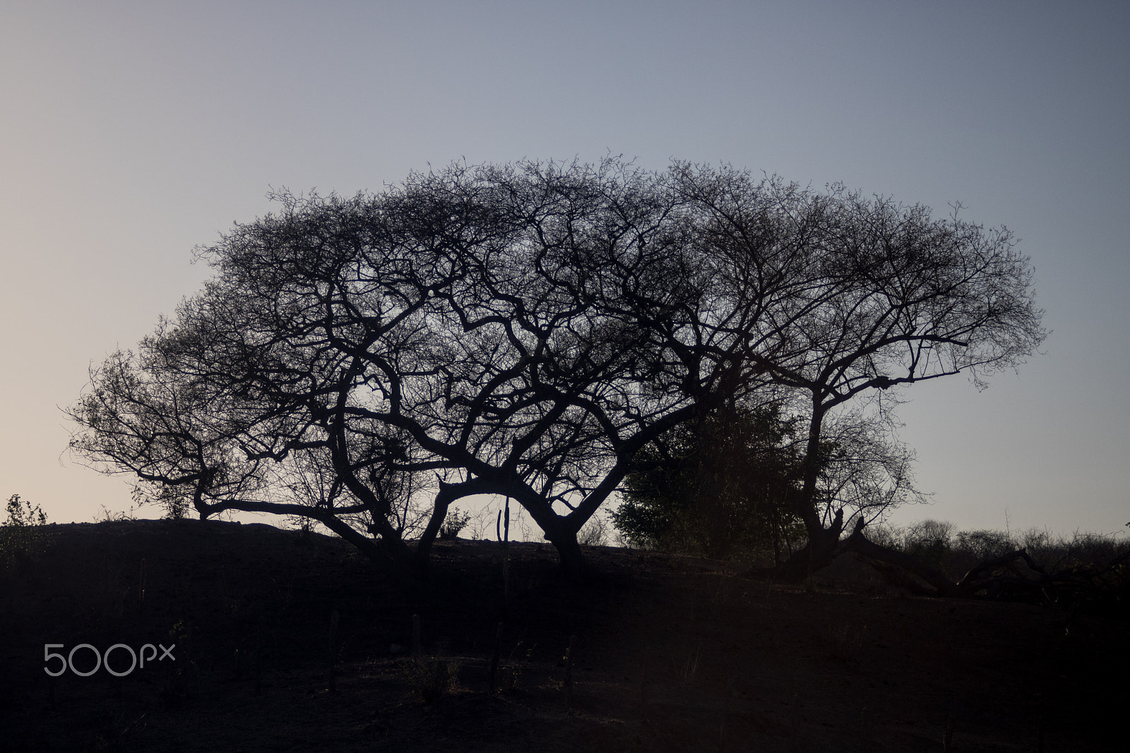 Canon EF 35-105mm f/3.5-4.5 sample photo. Sunrise behind the tree photography