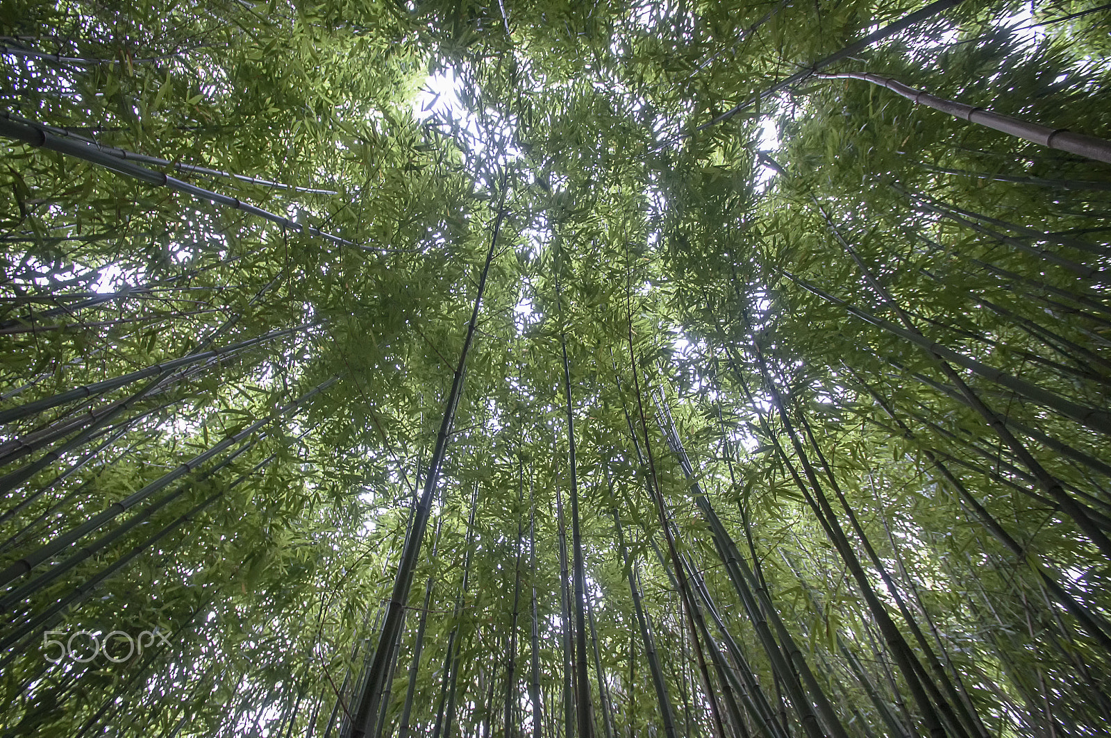 Nikon D90 + Tamron SP AF 10-24mm F3.5-4.5 Di II LD Aspherical (IF) sample photo. Bamboo forest photography