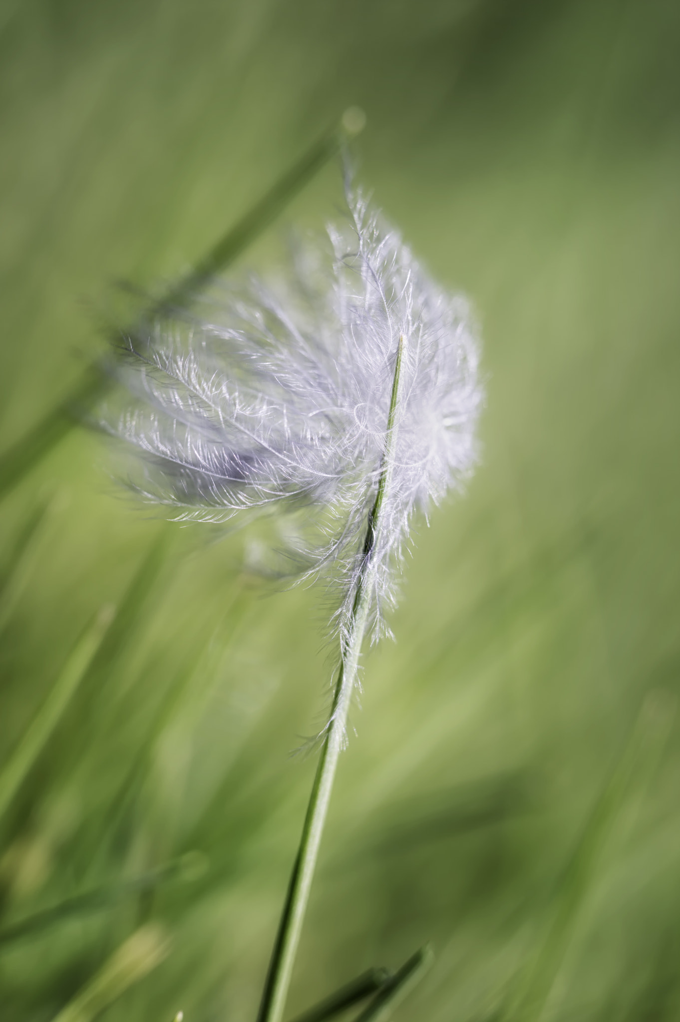 Nikon D3200 sample photo. Down on grass photography