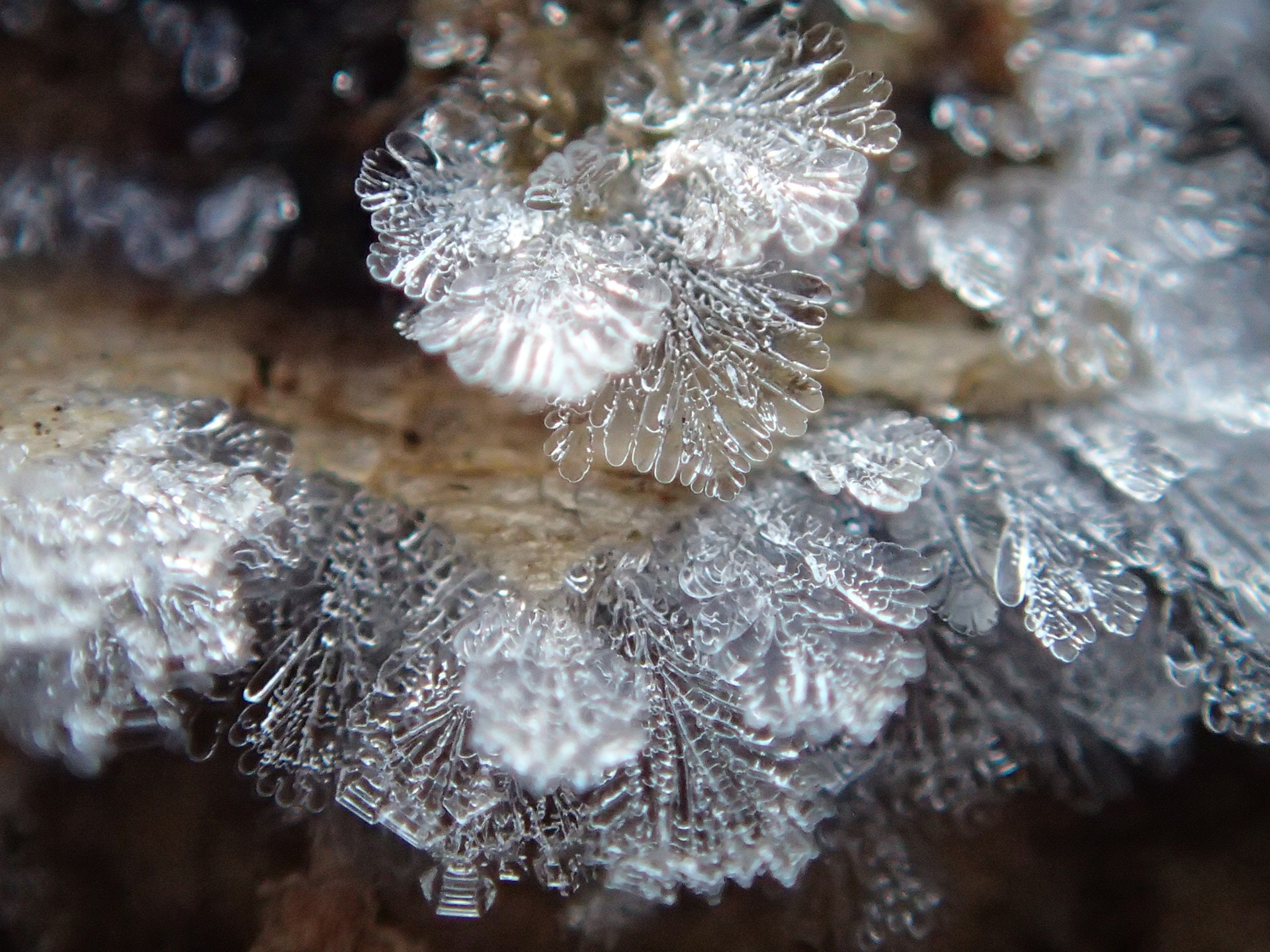 Olympus TG-2 sample photo. Frost flower photography