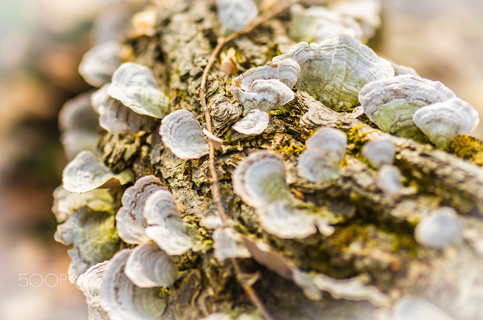 Nikon AF-S Micro-Nikkor 105mm F2.8G IF-ED VR sample photo. Clam shell fungus photography