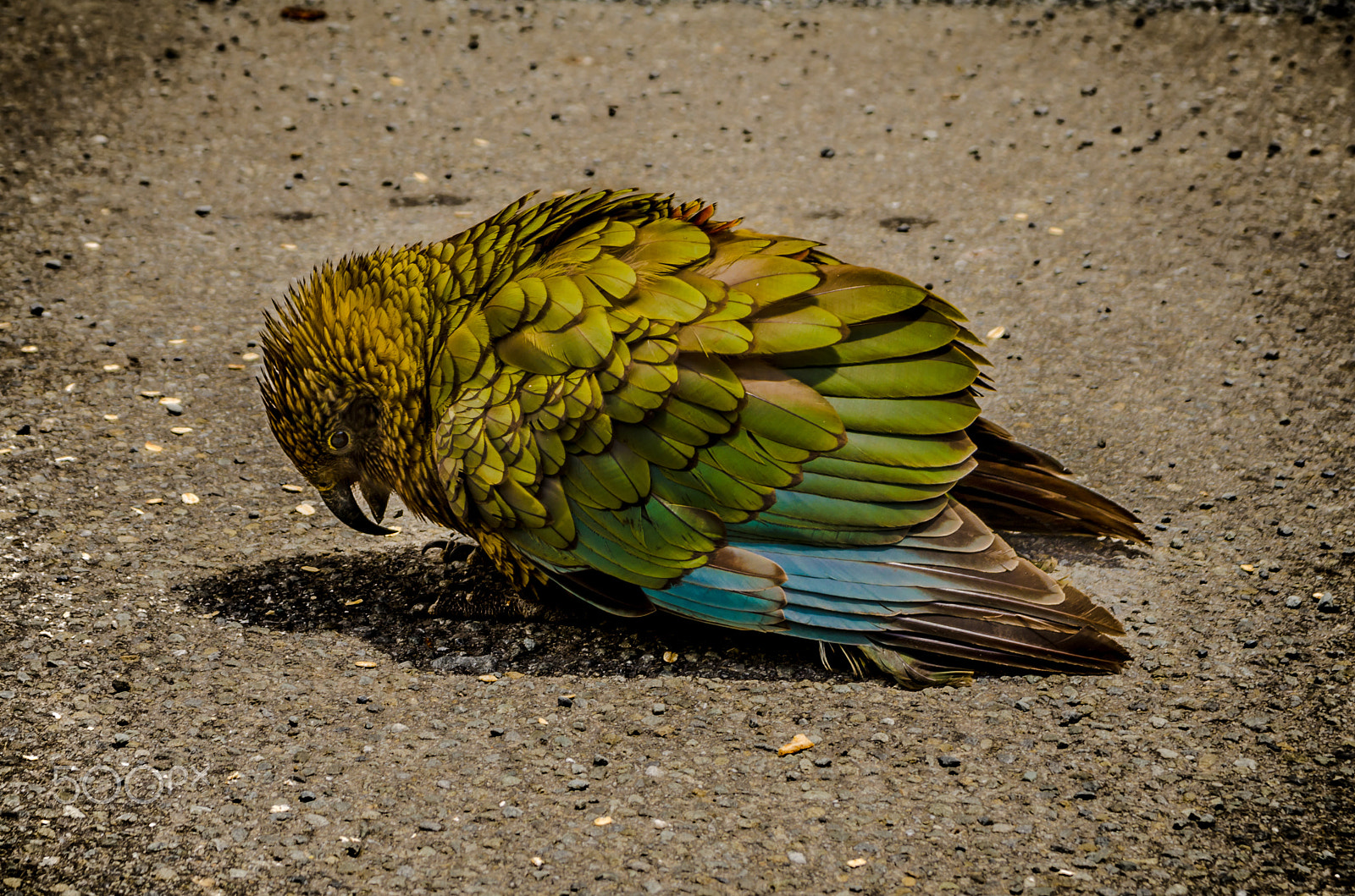 Sigma 17-70mm F2.8-4 DC Macro OS HSM sample photo. Bird bow photography