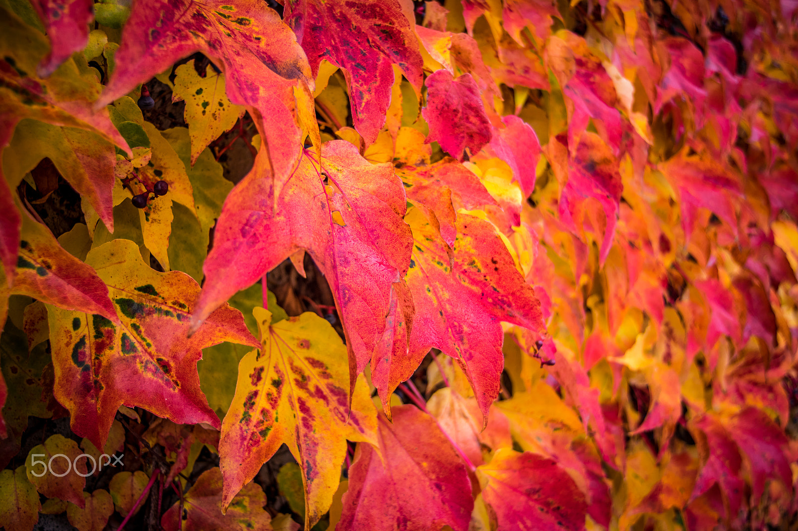 Pentax K-3 sample photo. Fall leaves photography