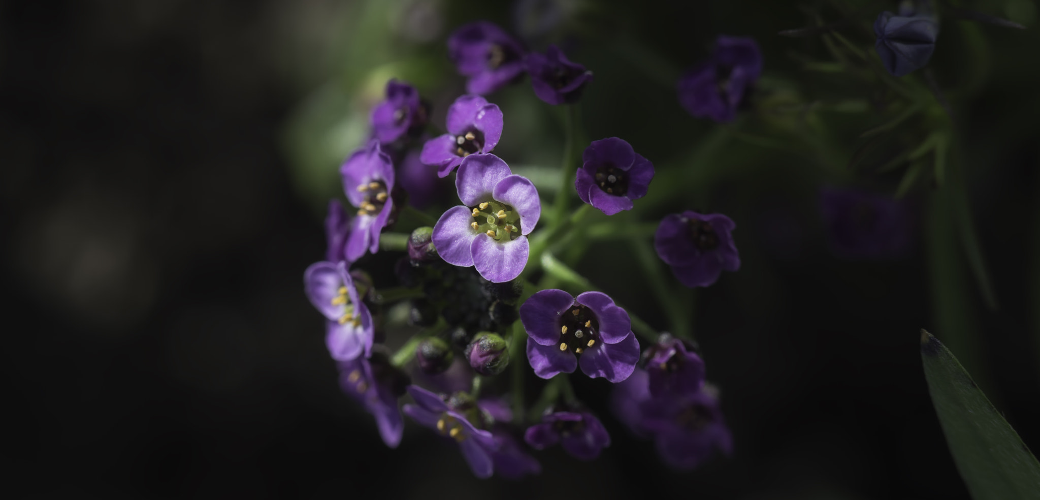 Nikon D3200 sample photo. Purple bloom photography