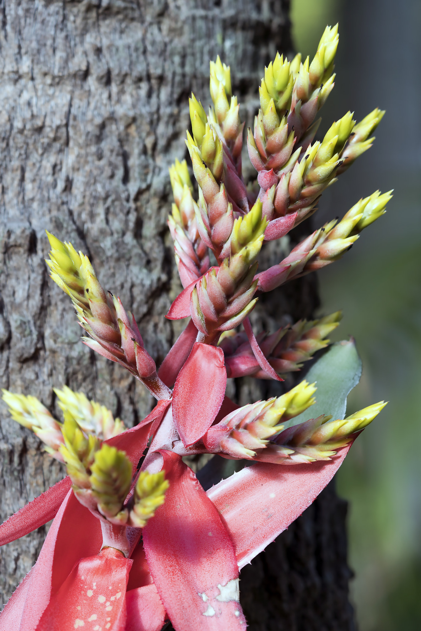 Sony a6500 + Sony FE 90mm F2.8 Macro G OSS sample photo. Flowers closeup photography