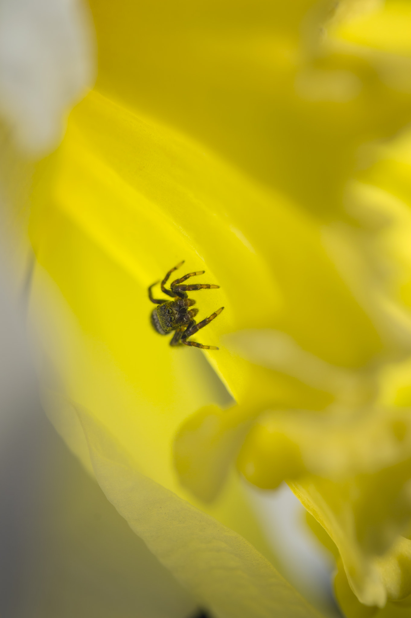 Nikon D3200 + Tamron SP AF 60mm F2 Di II LD IF Macro sample photo. Jumping spider in daffodil photography
