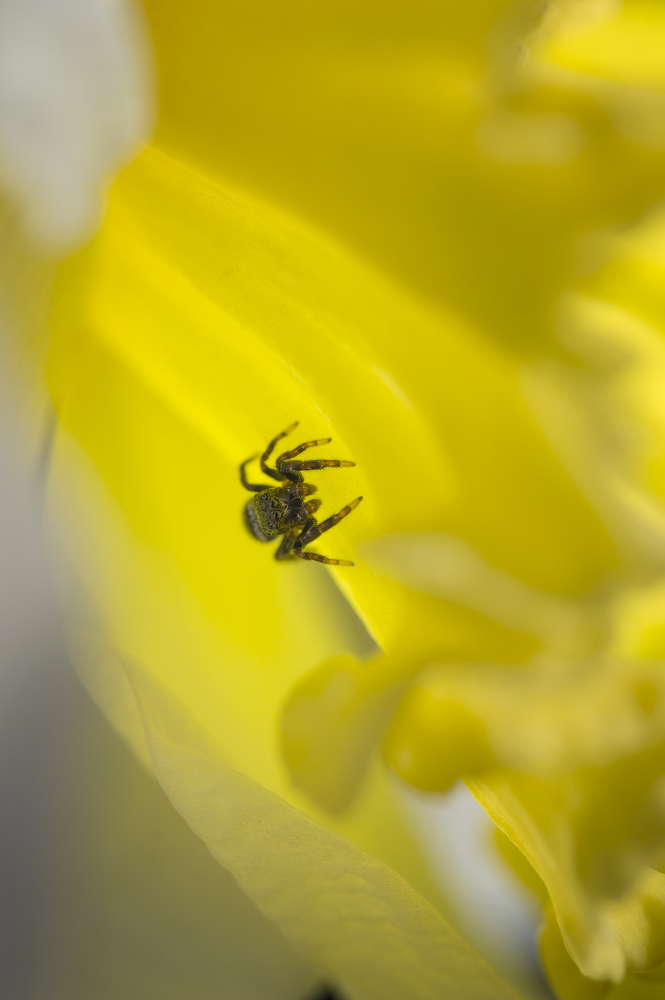 Nikon D3200 sample photo. Jumping spider in daffodil photography