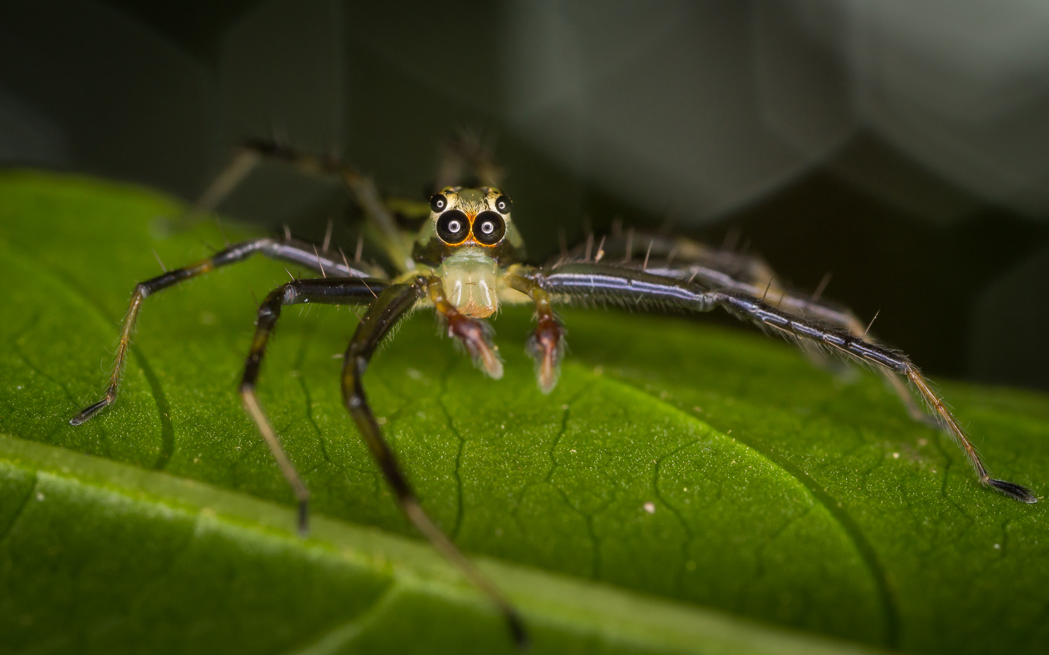 Canon MP-E 65mm F2.5 1-5x Macro Photo sample photo. Alien spider photography