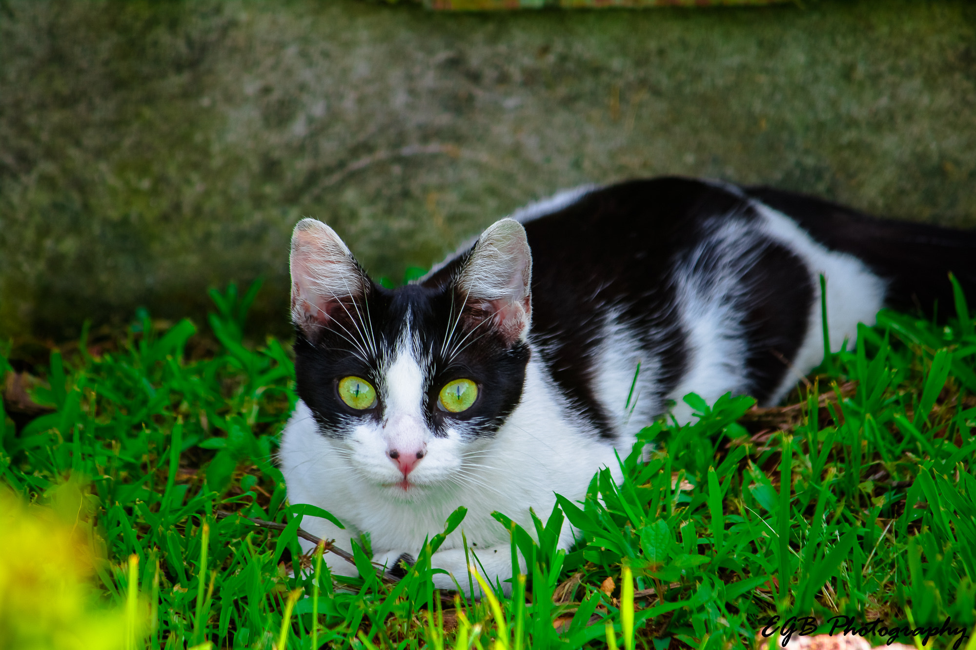 Canon EF-S 55-250mm F4-5.6 IS sample photo. I see you photography
