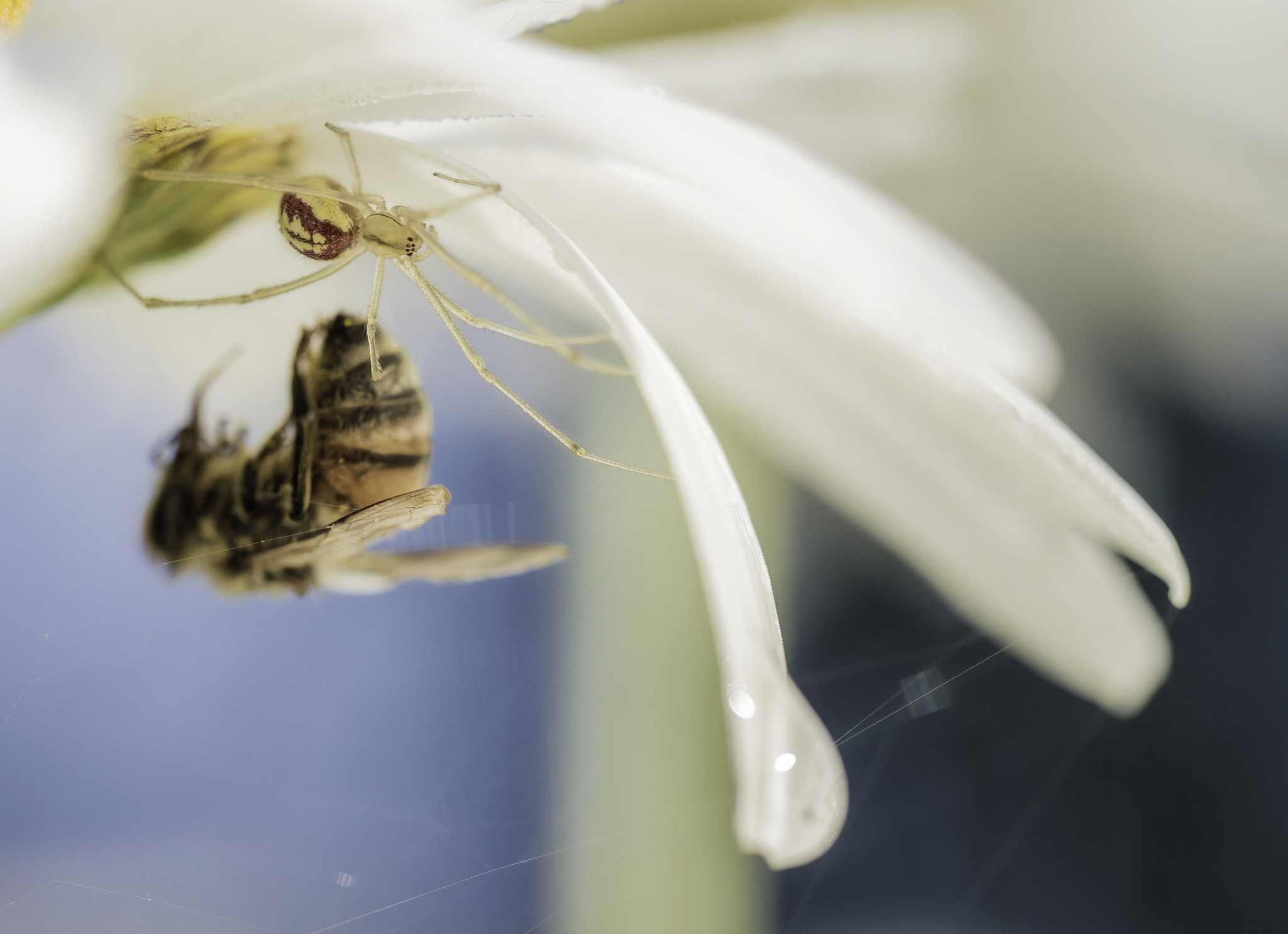 Nikon D3200 sample photo. Bee careful photography