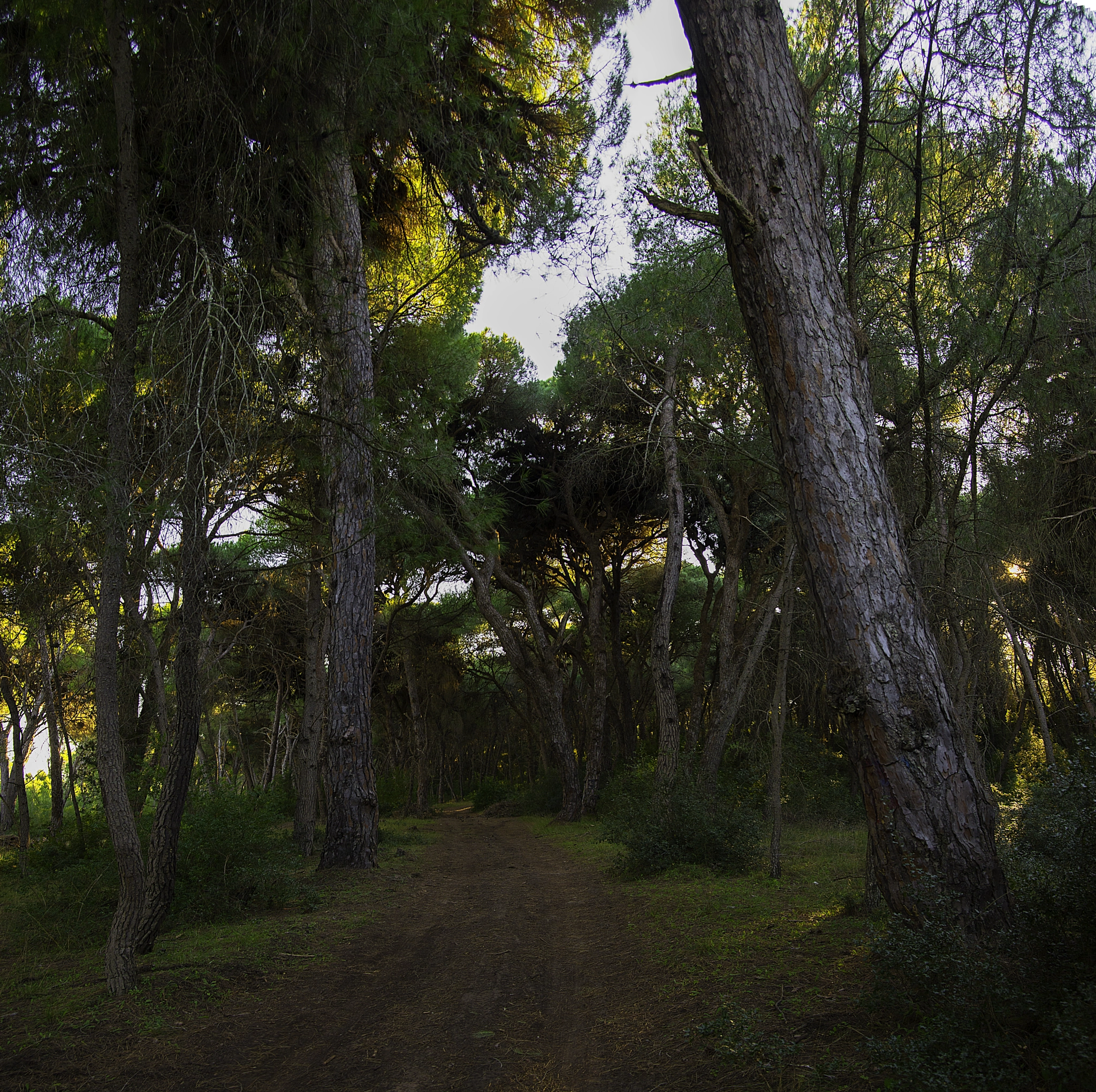 AF Zoom-Nikkor 28-80mm f/3.5-5.6D sample photo. Street into forest photography