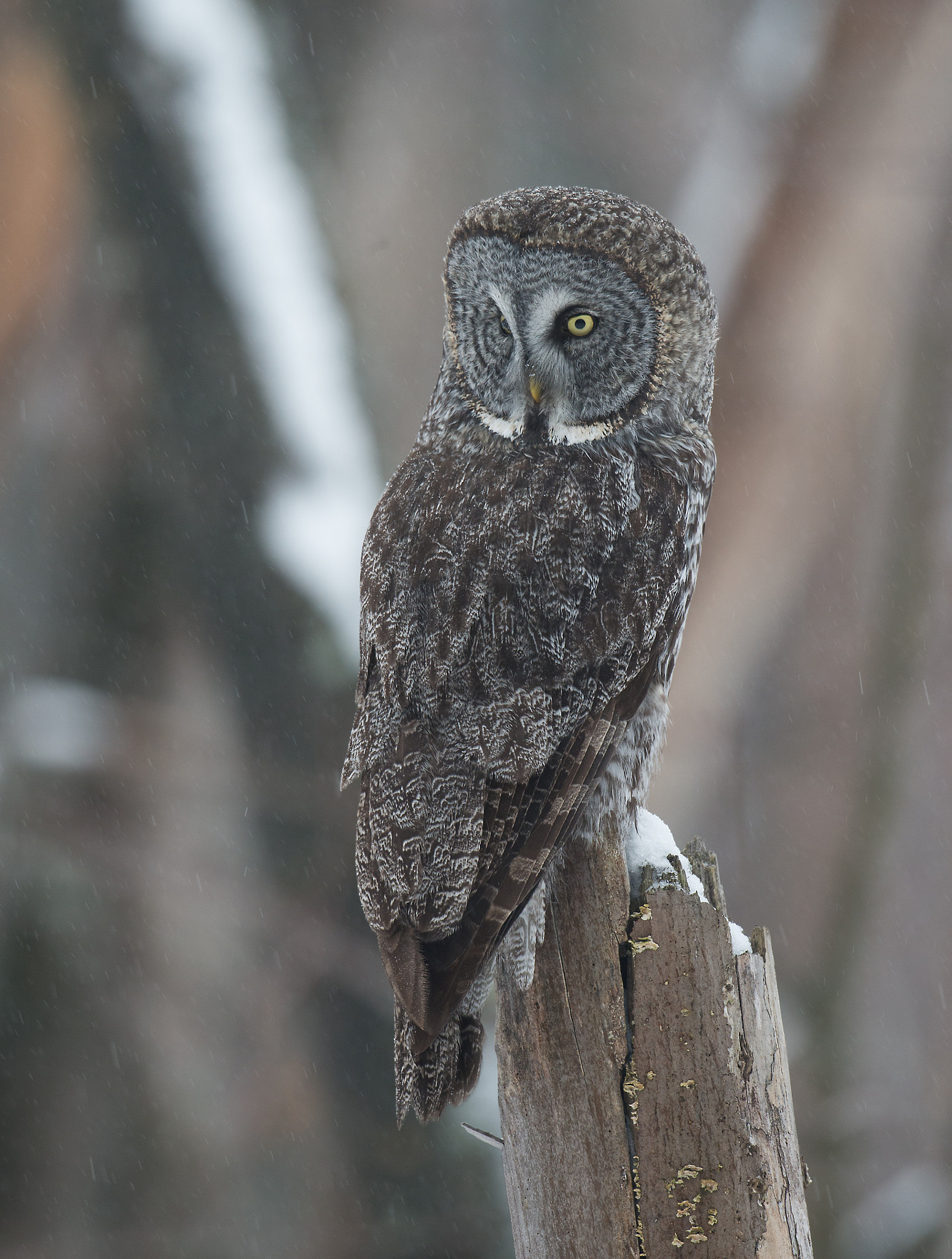 Nikon D4 + Nikon AF-S Nikkor 800mm F5.6E FL ED VR sample photo. Chouette lapone, strix nebulosa, great gray owl photography