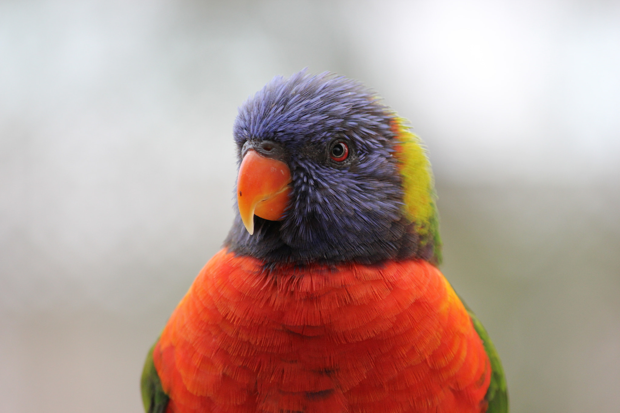Canon EOS 550D (EOS Rebel T2i / EOS Kiss X4) sample photo. Lorikeet photography