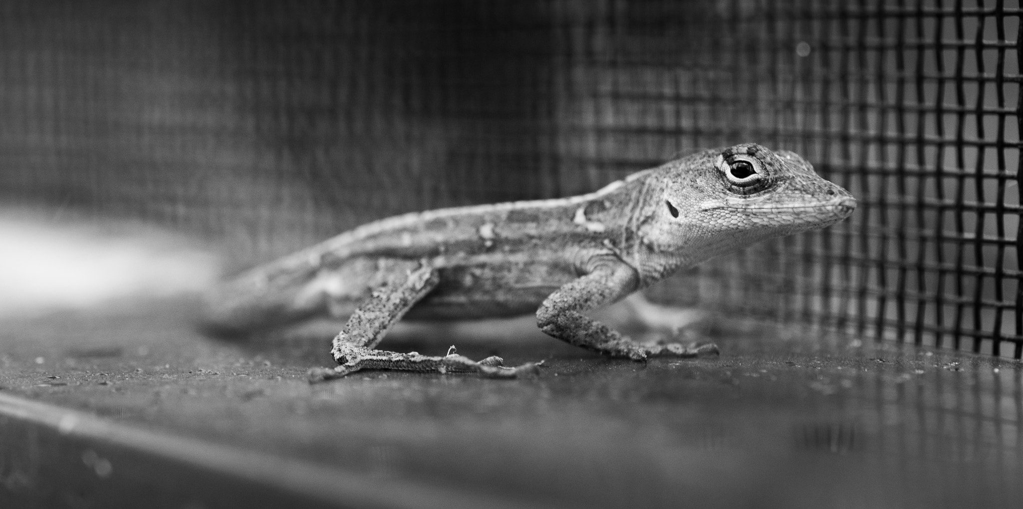 Nikon AF-S DX Micro Nikkor 40mm F2.8 sample photo. Tiny lizard photography