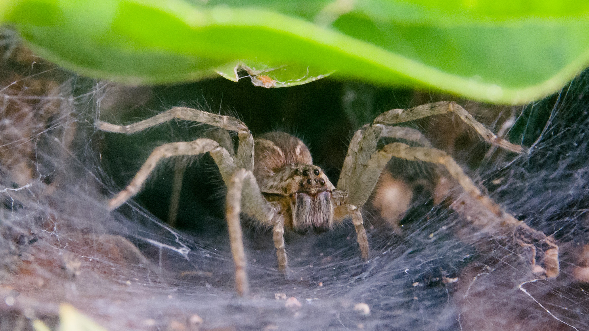 Sigma 17-70mm F2.8-4 DC Macro OS HSM | C sample photo. Funnel-web spider photography
