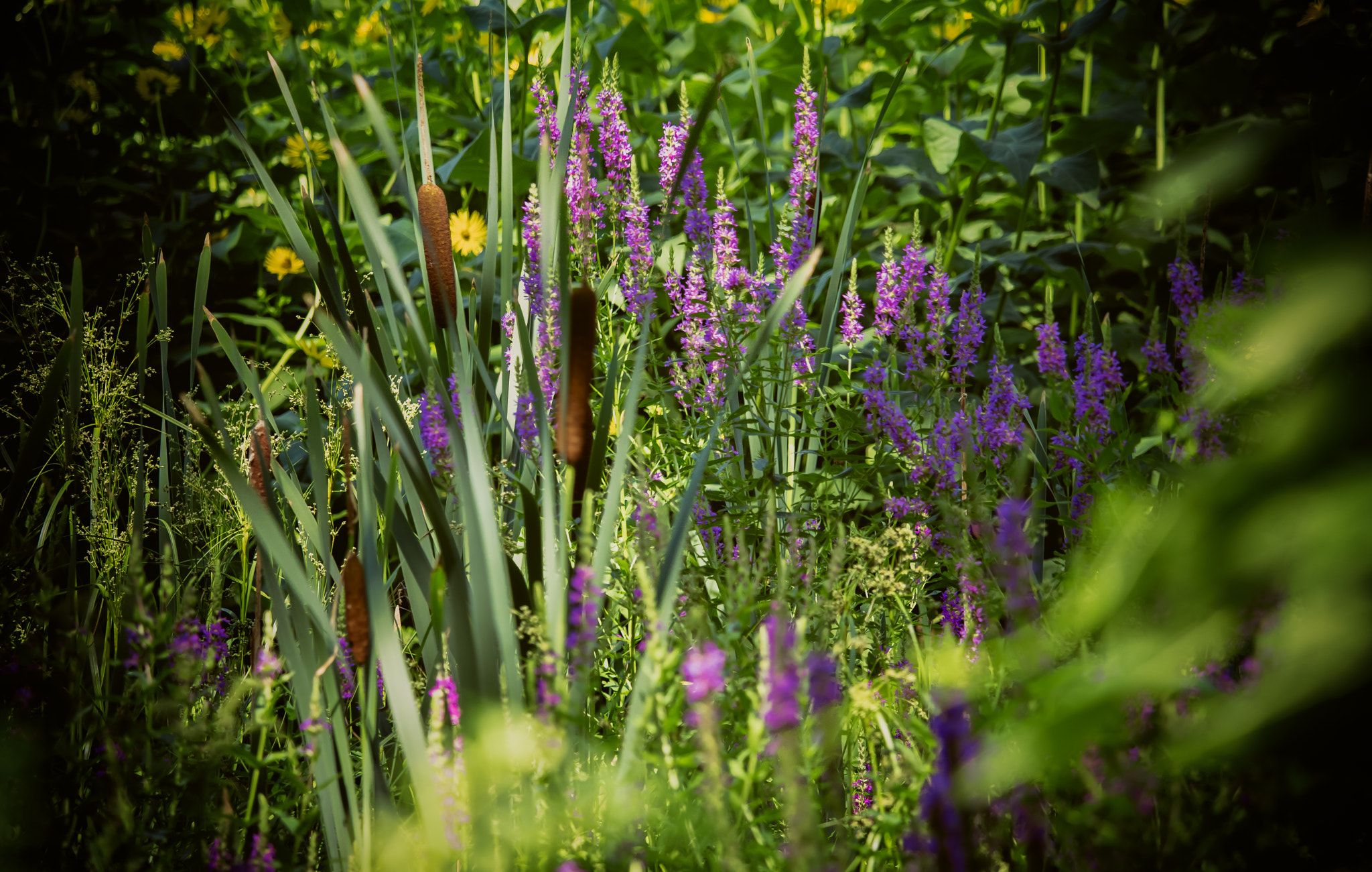 Canon EOS 760D (EOS Rebel T6s / EOS 8000D) sample photo. Glade photography