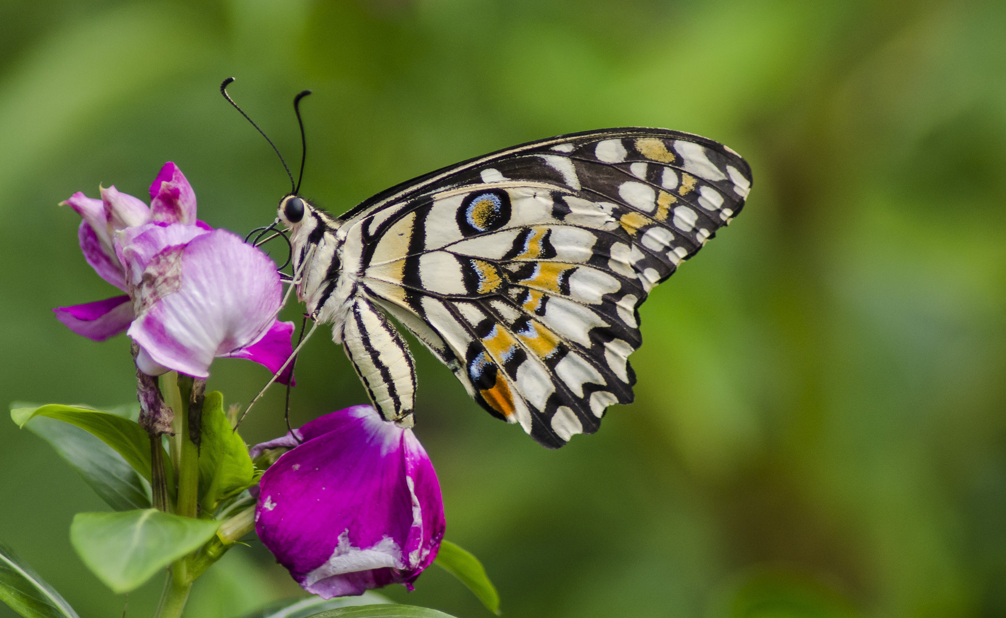 Nikon D7000 + Sigma 50-150mm F2.8 EX APO DC HSM II + 1.4x sample photo. Lime butterfly photography