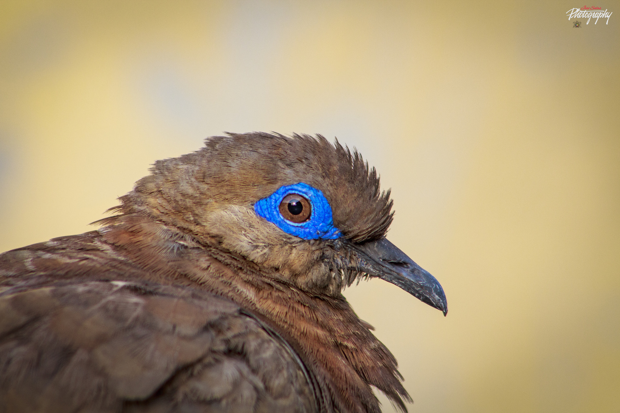 Canon EF 75-300mm f/4-5.6 USM sample photo. Aves photography