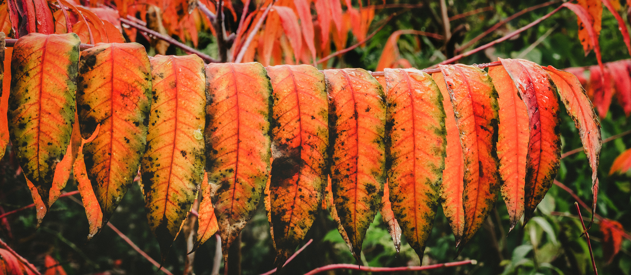 Canon EOS 760D (EOS Rebel T6s / EOS 8000D) sample photo. Locustleaves photography