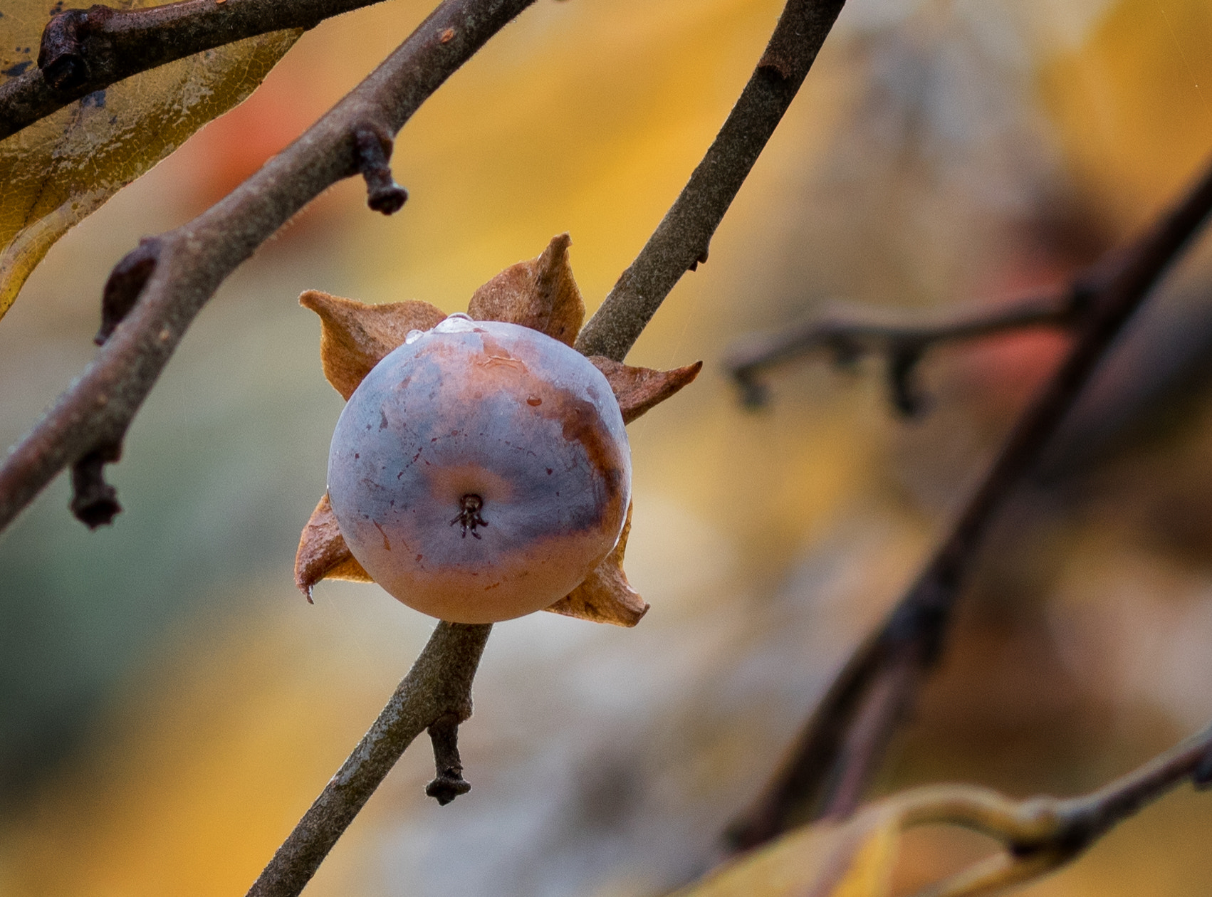 Canon EOS 760D (EOS Rebel T6s / EOS 8000D) sample photo. Persimmon photography