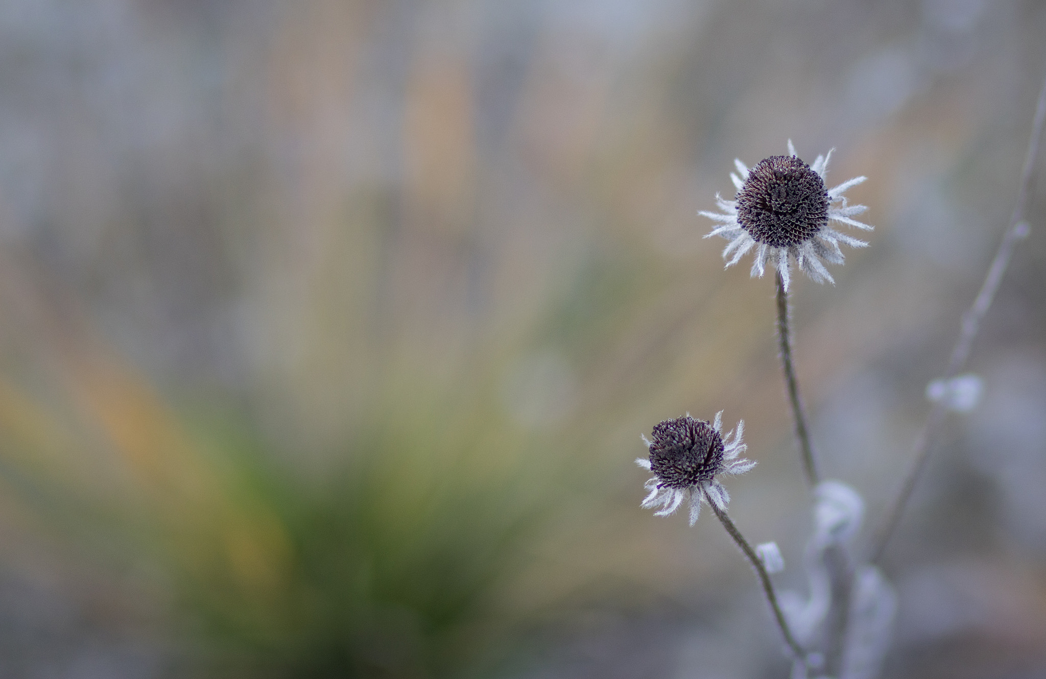 Canon EOS 760D (EOS Rebel T6s / EOS 8000D) sample photo. Planz photography