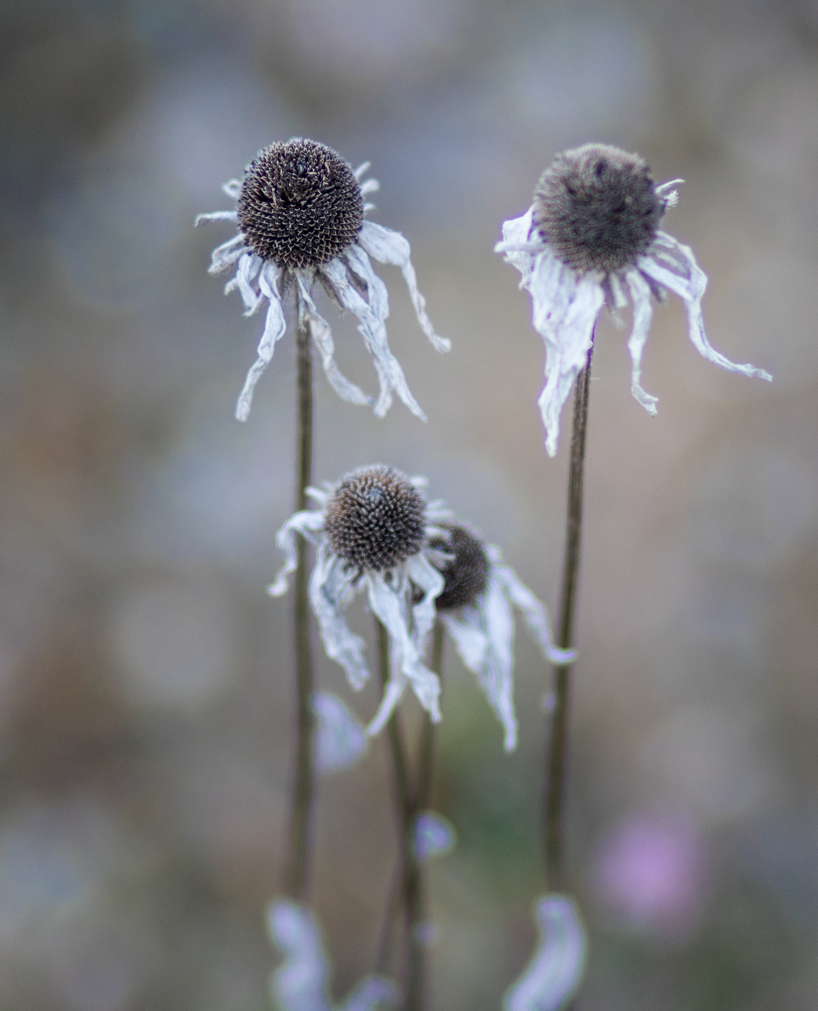 Canon EOS 760D (EOS Rebel T6s / EOS 8000D) sample photo. Rax photography