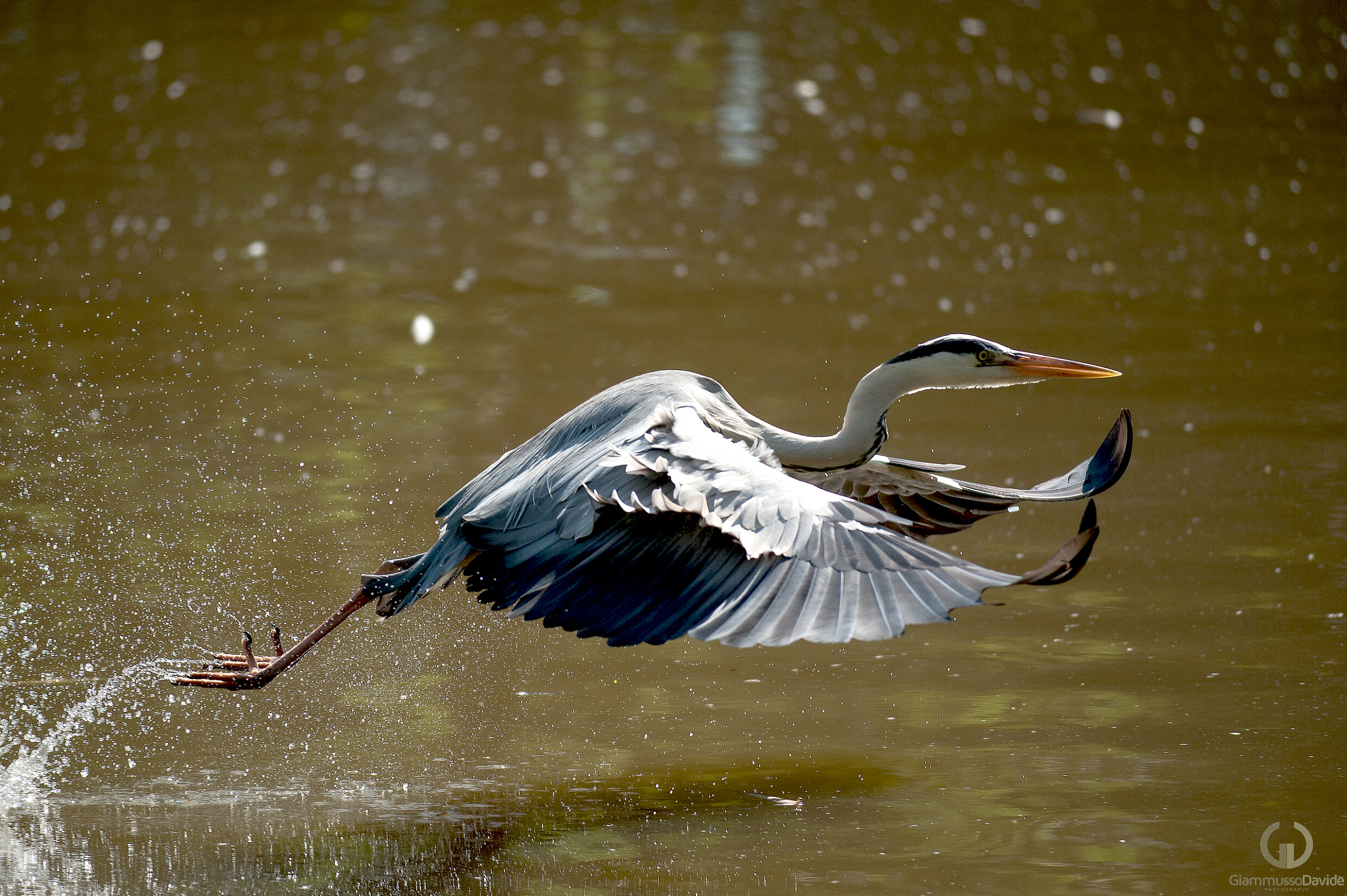 Nikon D3 sample photo. Heron .... photography