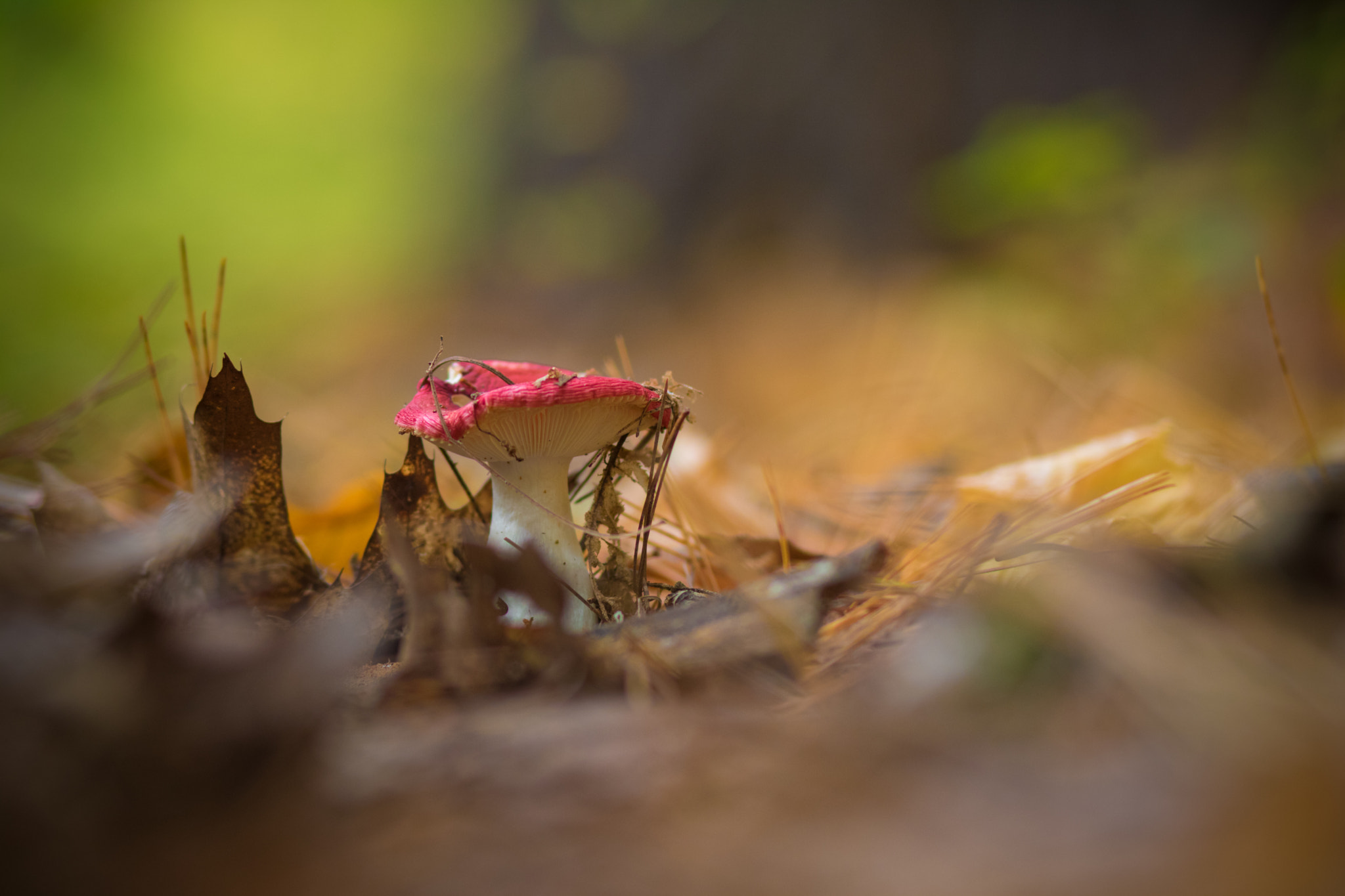 Canon EOS 760D (EOS Rebel T6s / EOS 8000D) sample photo. Redshroom photography